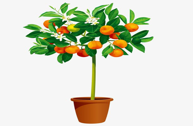 家里客厅种什么植物催财