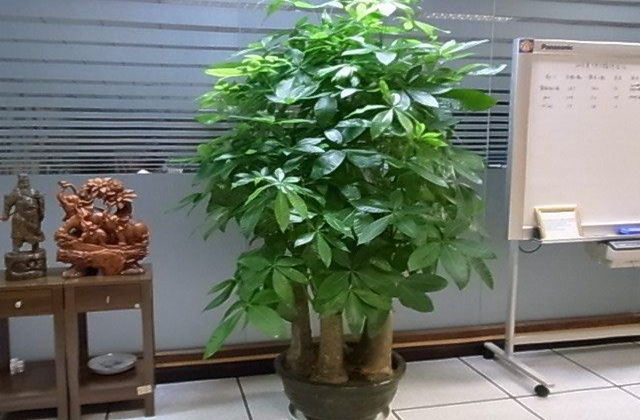 客厅发财树招财的最佳方法
