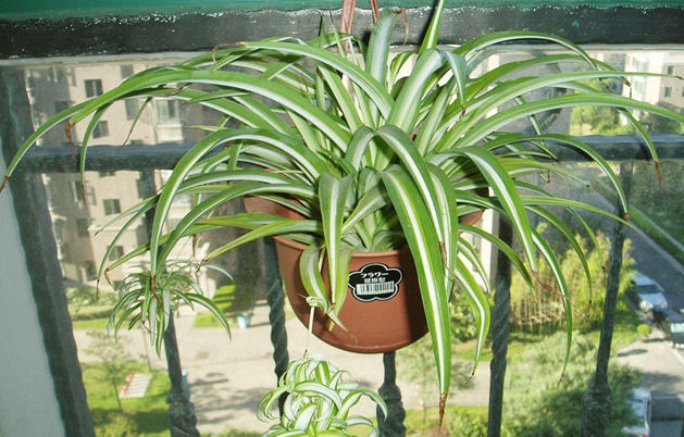 客厅养植物需要注意什么