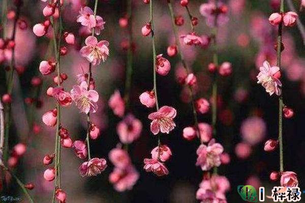 八字有哪些桃花神煞