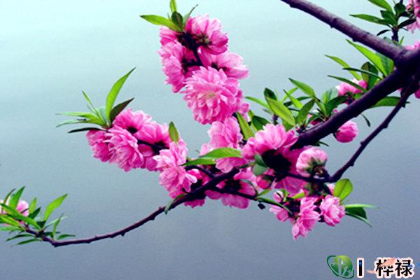 八字犯桃花的特征,八字神煞桃花怎么查