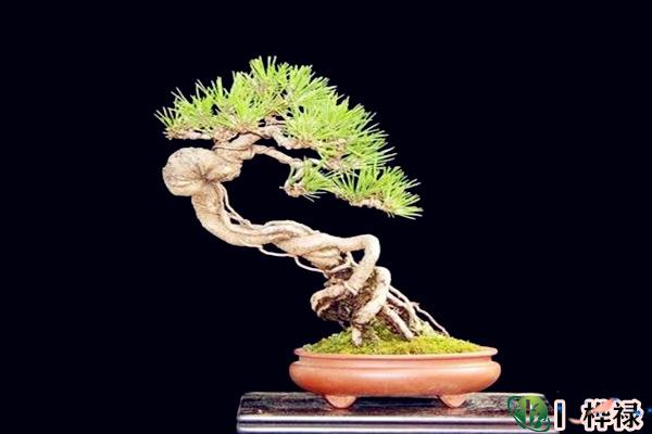 阳宅十大镇宅辟邪的植物
