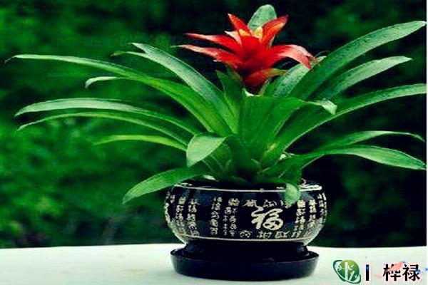 什么样的八字种植物对自己好