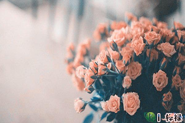 女生招正桃花运的方法