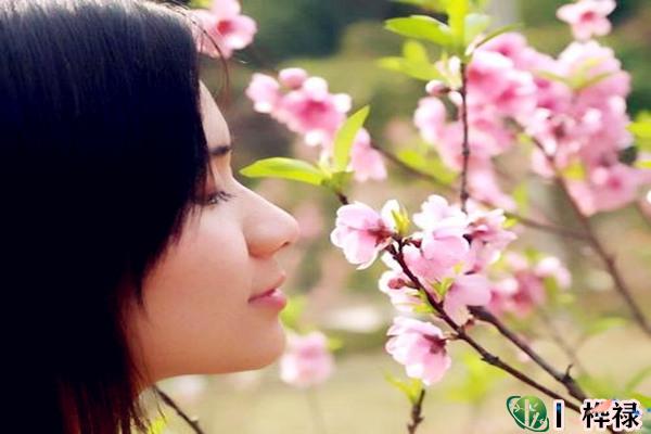 红艳桃花查询,红艳和桃花的区别