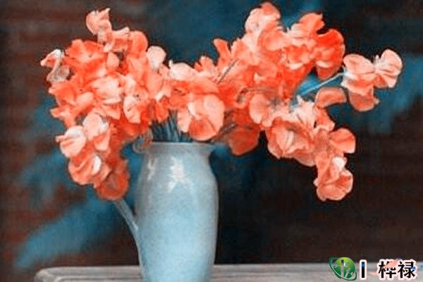 室内桃花位如何布局