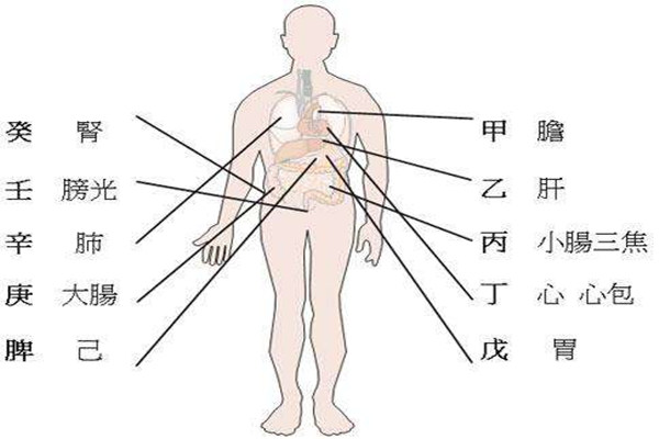 十天干在四柱代表身体部位取象