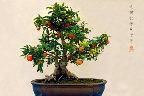 适合家里种植的盆栽有哪些