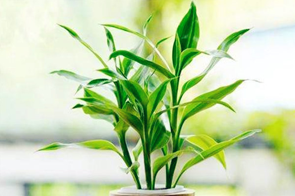 适合家里种植的盆栽有哪些