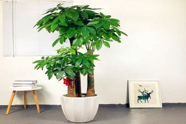 办公室利运势风水物品,办公室招财风水物