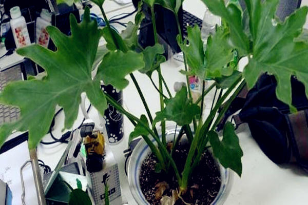 办公室养植物风水禁忌