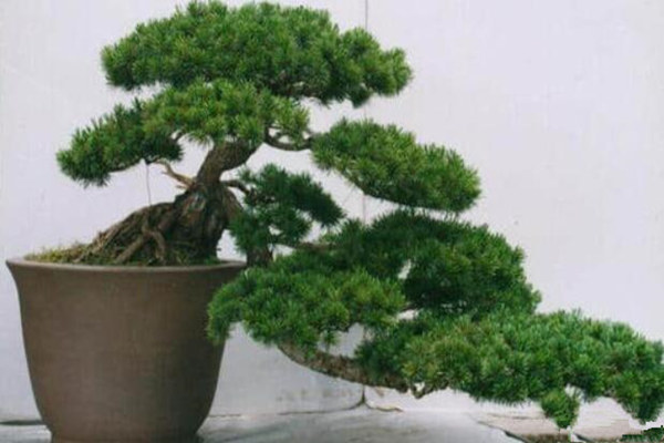 办公室养植物风水禁忌