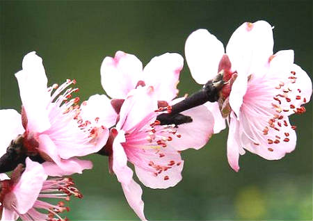 怎样找桃花位,催桃花运最快的方法
