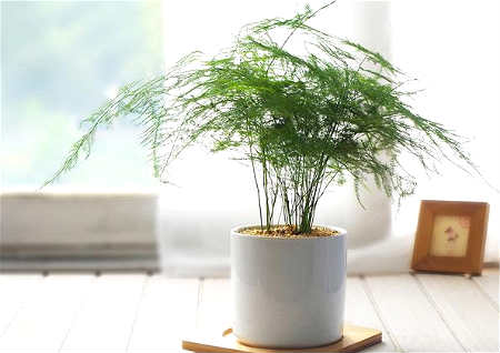 从财格的富翁八字命理