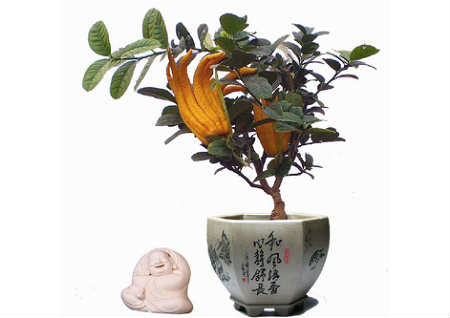 办公室里有什么植物风水好