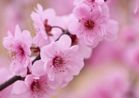 家里旺桃花运风水