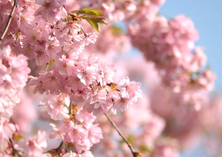 家里旺桃花运风水