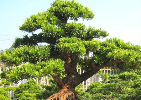 野心大的八字特征