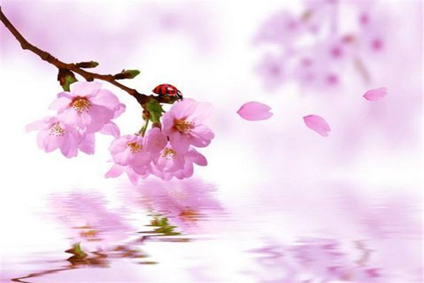 八字犯桃花会怎么样