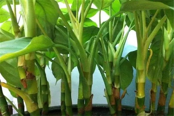 客厅种养植物摆放原则