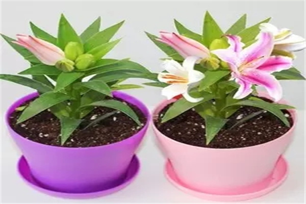 客厅种养植物摆放原则