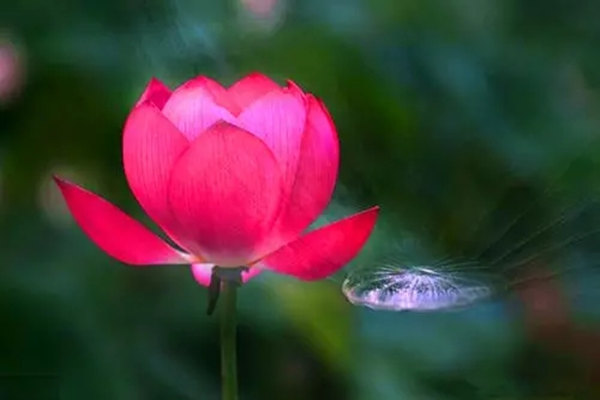 八字桃花入命命理特点