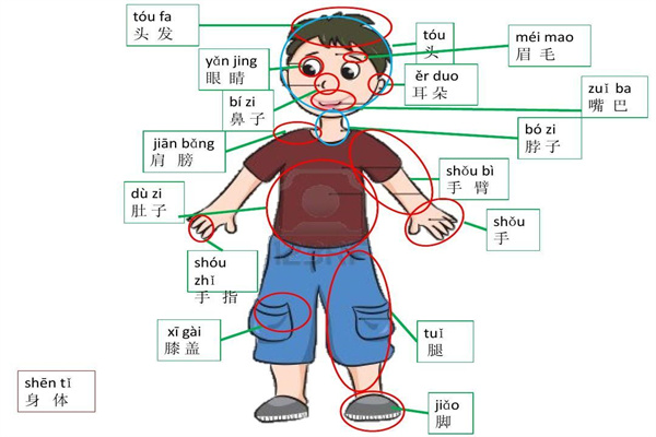 六爻位代表的身体象义