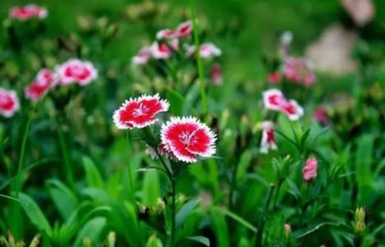 盲派乙木日元行运口诀