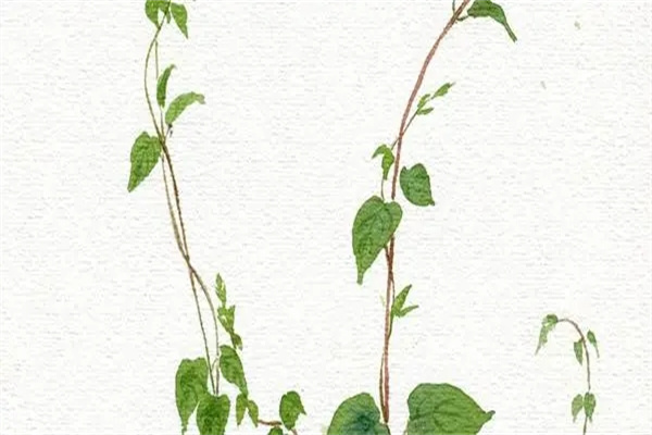 盲派八字乙木日元论命口诀