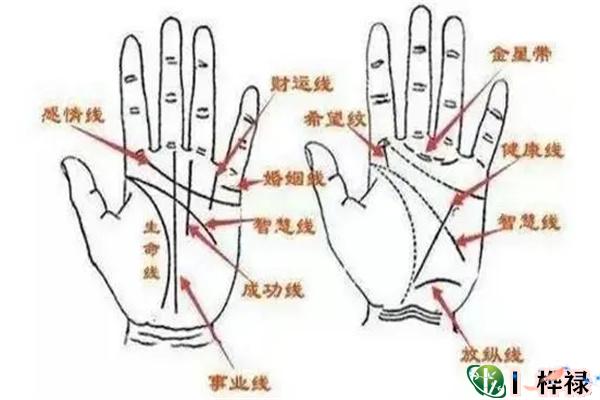 手相基础学：手相掌纹介绍