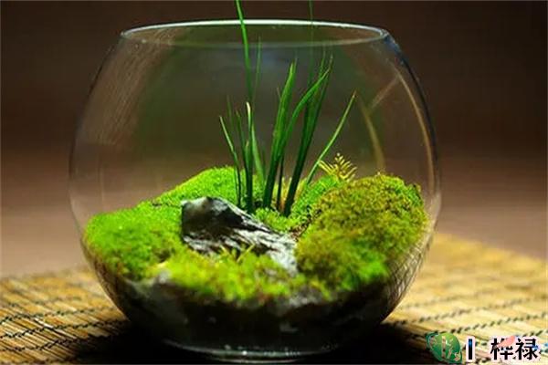 住宅鱼缸摆放需要注意的风水禁忌