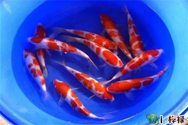 养鱼的数量风水讲究