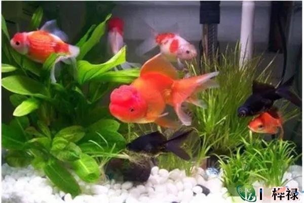 家里养几条鱼风水最好