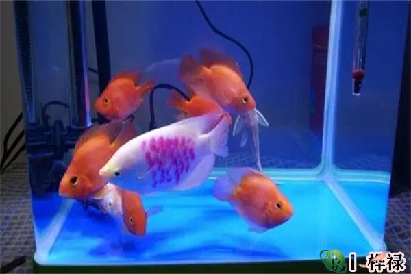 家里养几条鱼风水最好
