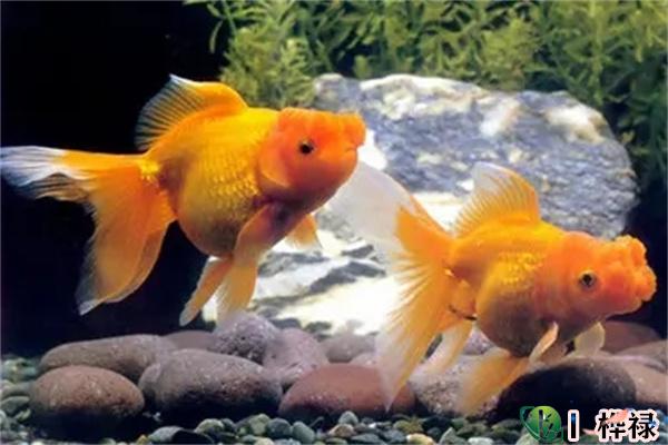 家里养几条鱼风水最好