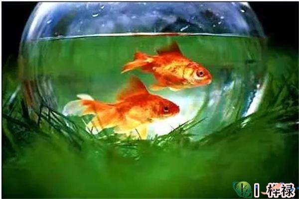 家里养鱼有何风水讲究