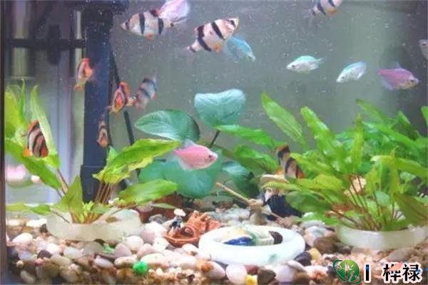 家里养鱼有何风水讲究