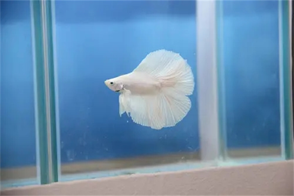 办公室鱼缸的选择风水