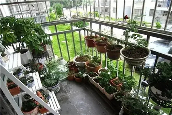 阳台宜养风水植物有哪些