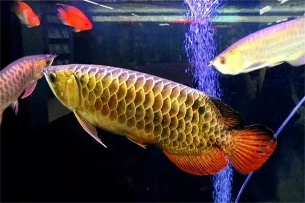 家里养金龙鱼风水寓意