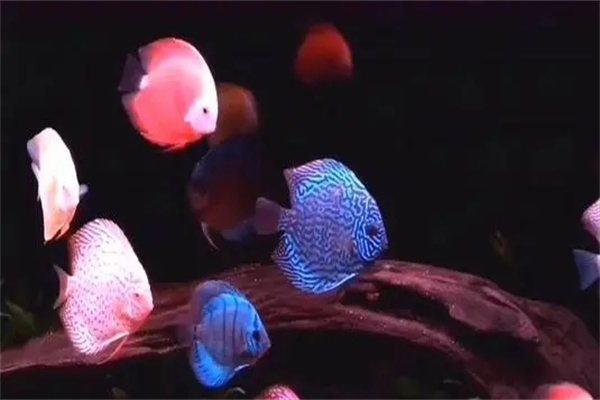 养什么鱼风水好,养什么颜色的鱼招财