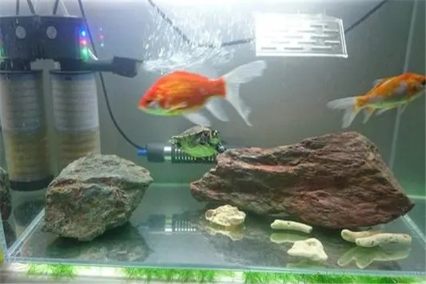 店铺鱼缸摆放讲究