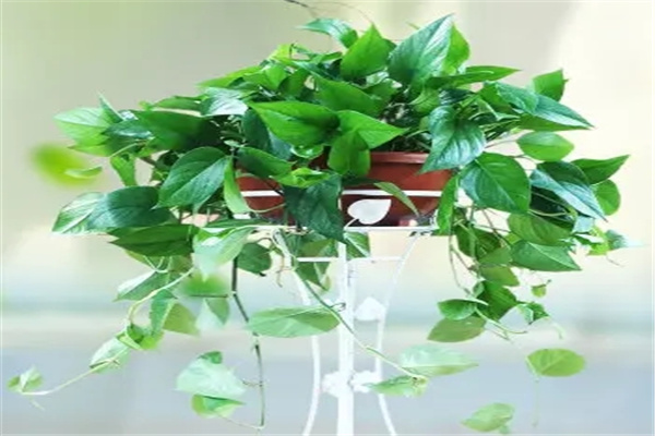 财位是厕所风水化解
