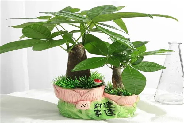发财树怎么摆放能旺财