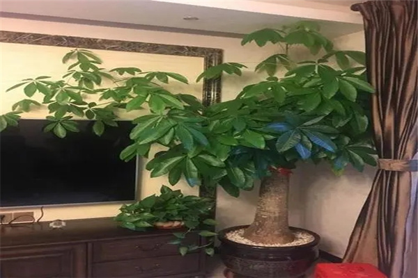 铜狮子风水作用有哪些