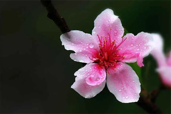 八字神煞桃花是什么意思详解