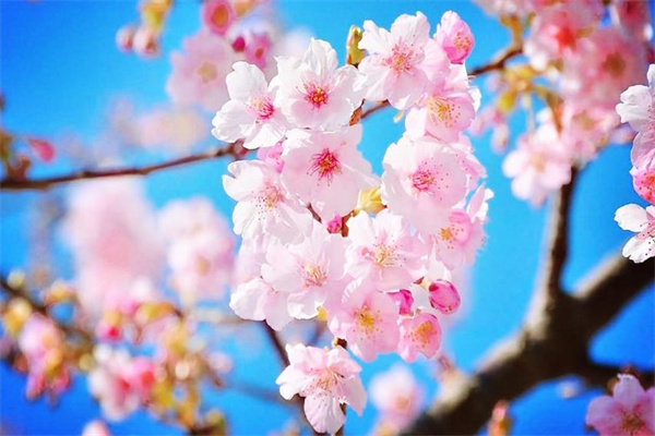 生辰八字论命看桃花信息