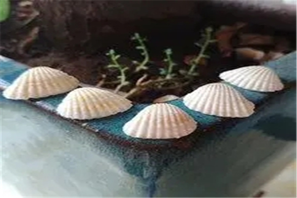 家中摆放贝壳需要注意什么