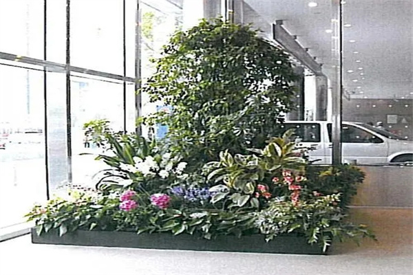大厅摆放什么植物招财旺运风水好