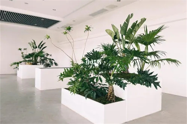 大厅摆放什么植物招财旺运风水好